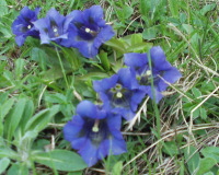 紫の花
