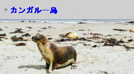 カンガルー島