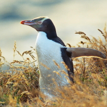 ペンギン