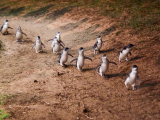 ペンギン